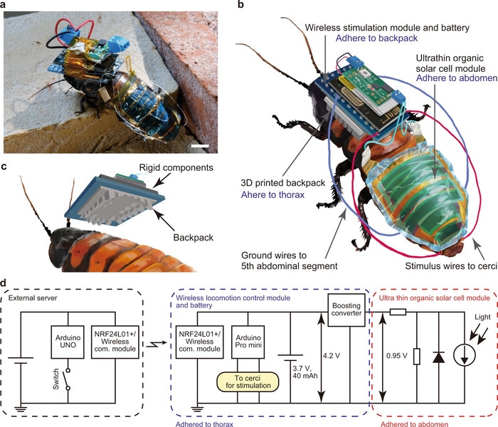 baratas cibernéticas