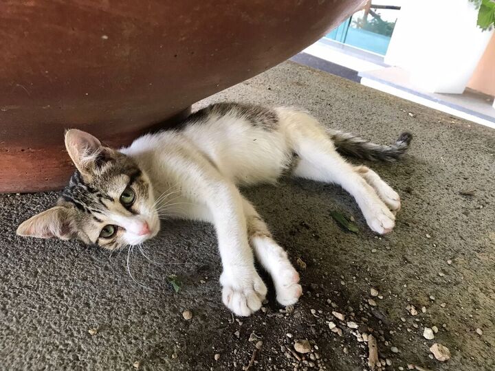 Adote um amigo
