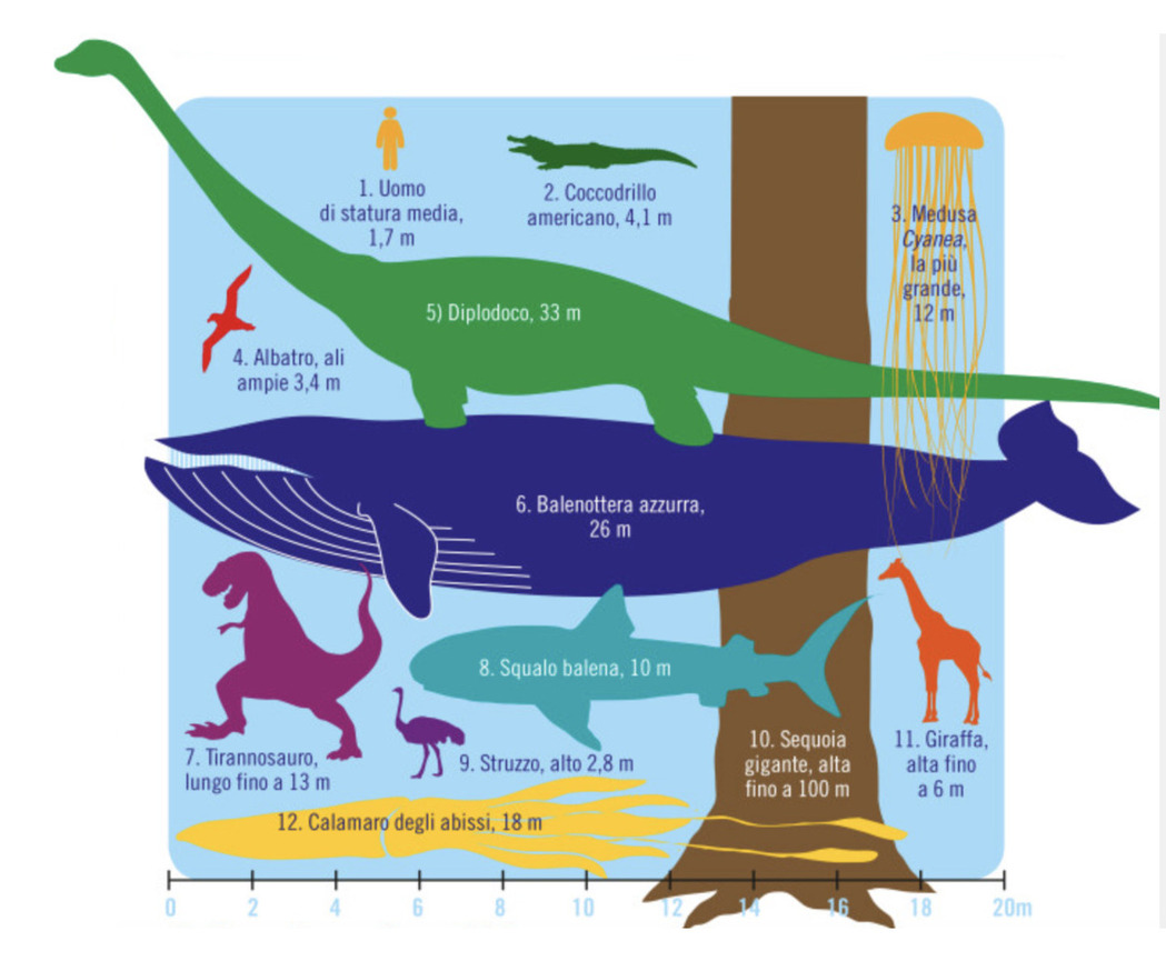 animais gigantes