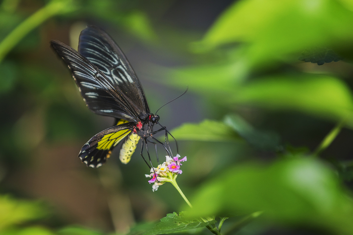 Ornithoptera alexandrae