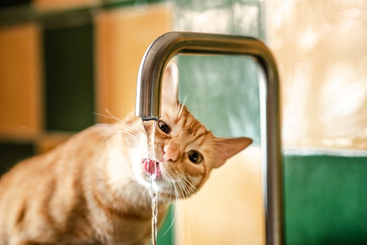 gatos