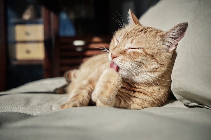 gatos