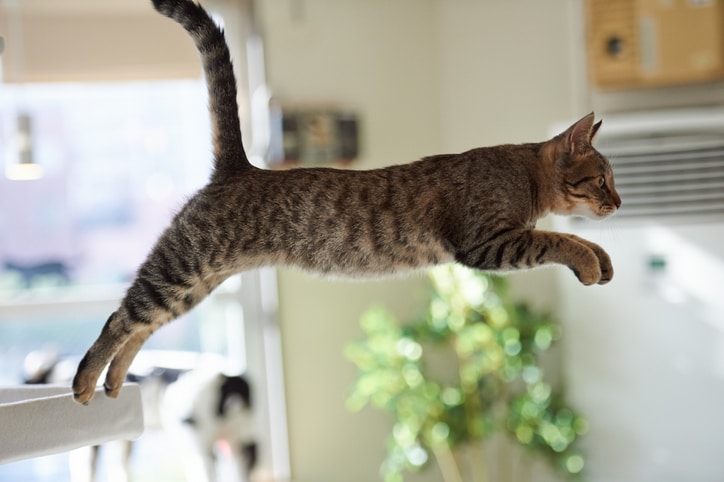 gatos