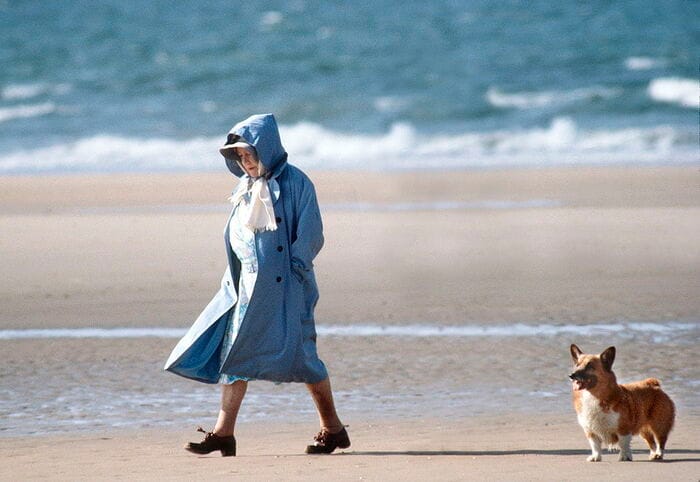 animais elizabeth