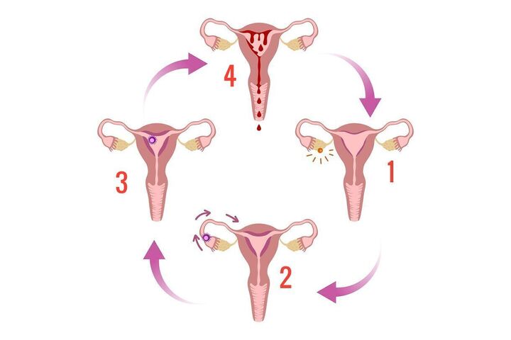 Menstruação