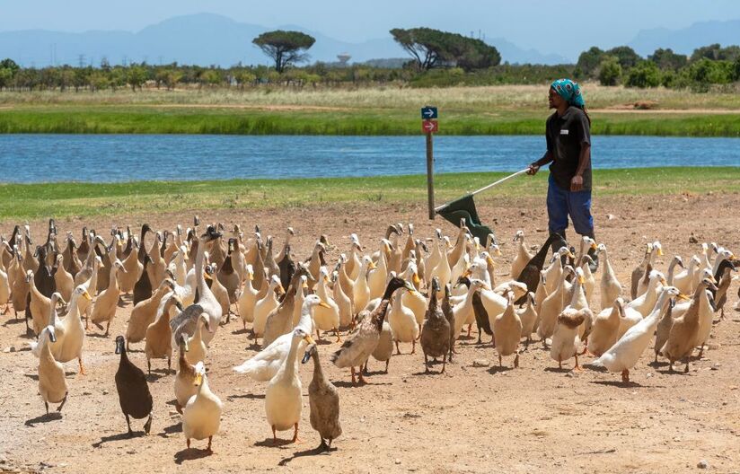 patos na vinha