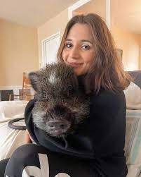 animais