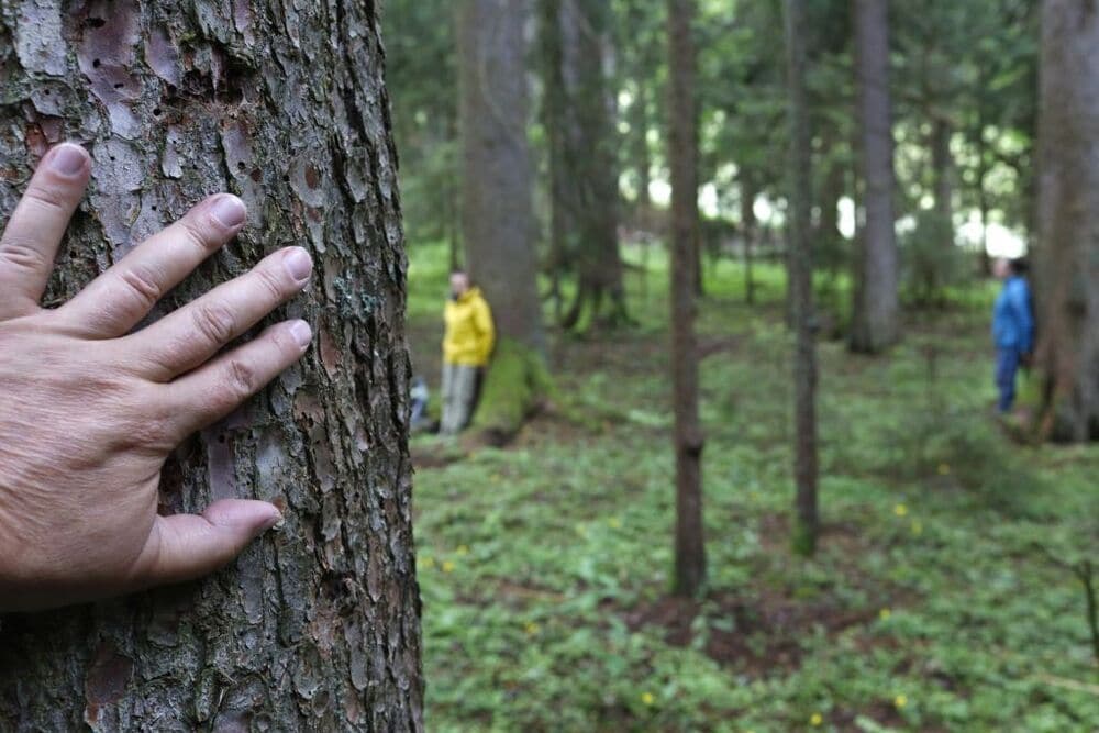 Banho de floresta: o que é Shinrin-yoku e por que é bom para nós?