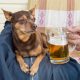 Os cães falam conosco.  Como entendê-los?  / Imagem 1