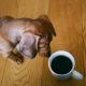 Os cães falam conosco.  Como entendê-los?  / Imagem 2
