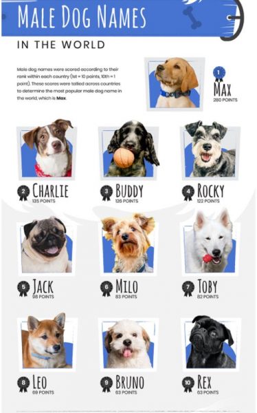 cachorros machos