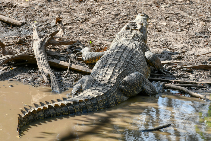 crocodilo marinho