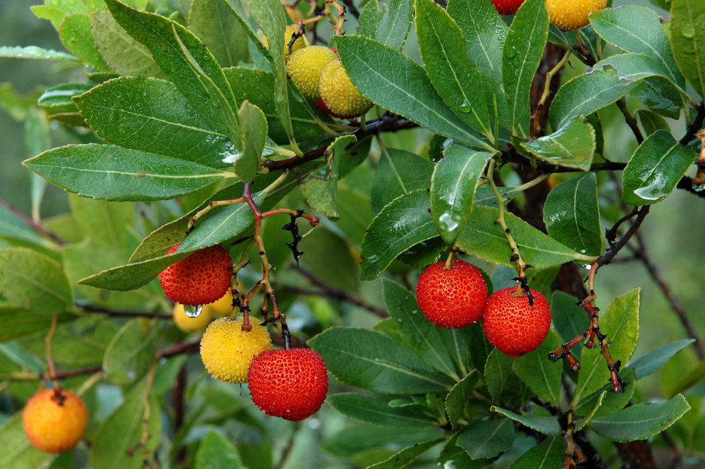 Fruta no outono