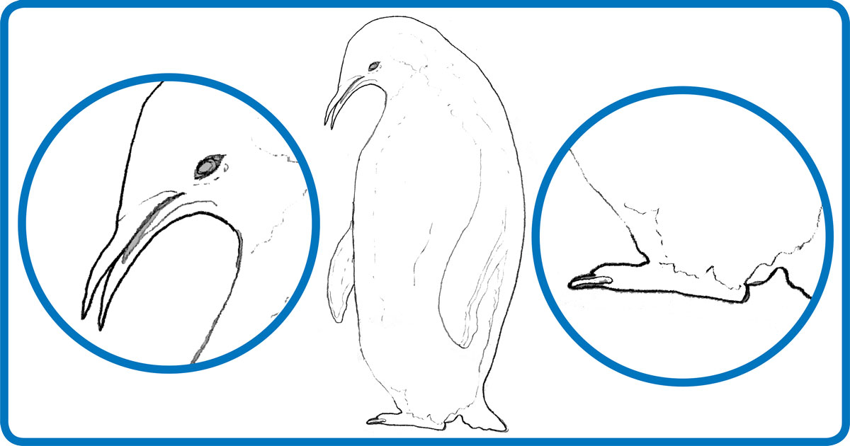 desenho de pinguim imperador