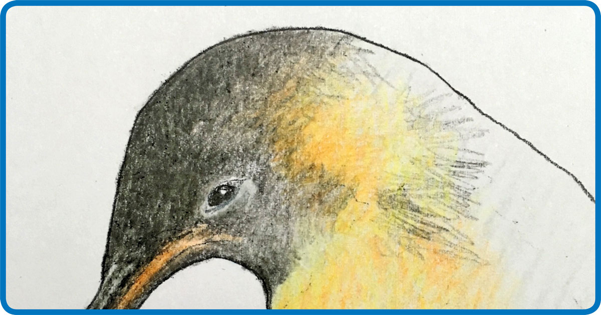 desenho de pinguim imperador