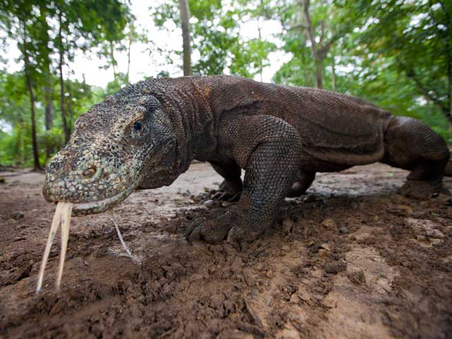 gigantes de komodo