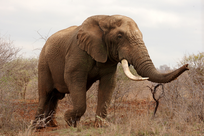 elefante africano
