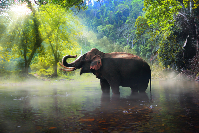 Elefante asiático