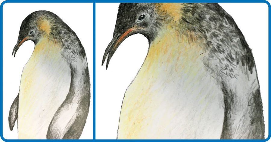 Desenho: Pinguim Imperador
