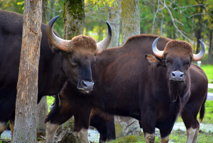 Gaur