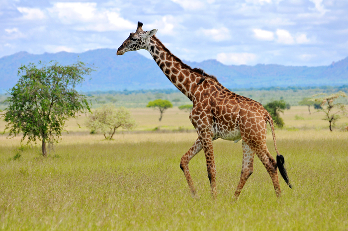 girafa