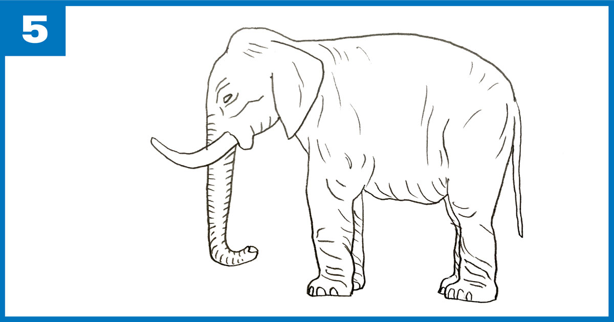Desenho de Laboratório: Elefante Africano