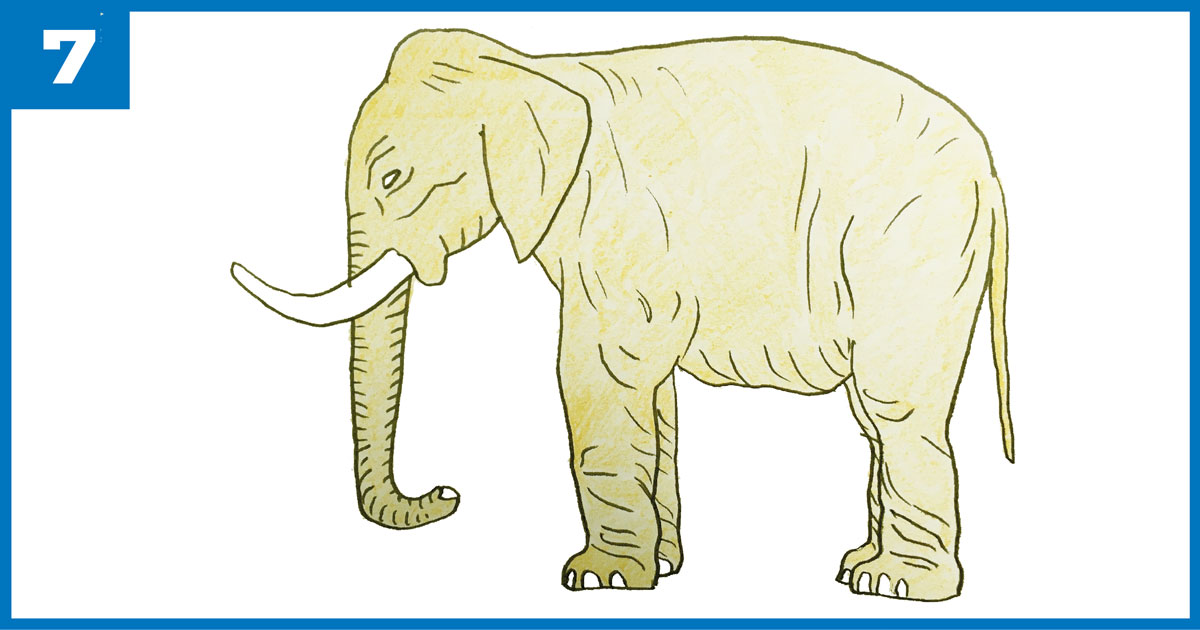 Desenho de Laboratório: Elefante Africano