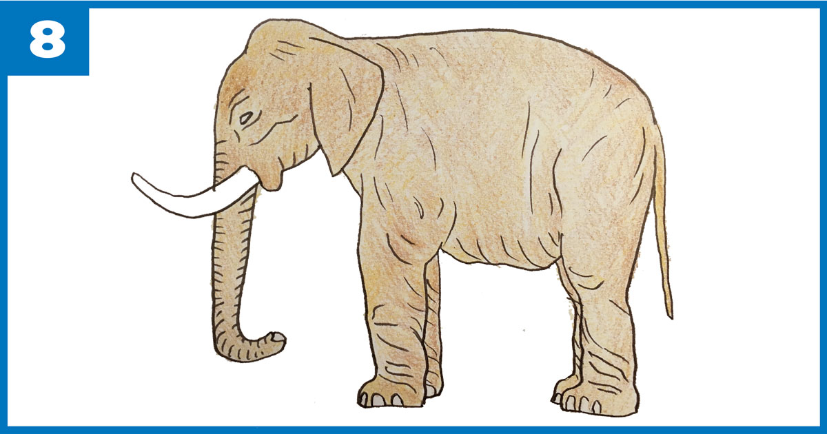 Desenho de Laboratório: Elefante Africano