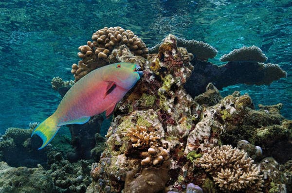 peixe-papagaio, os peixes dormem?