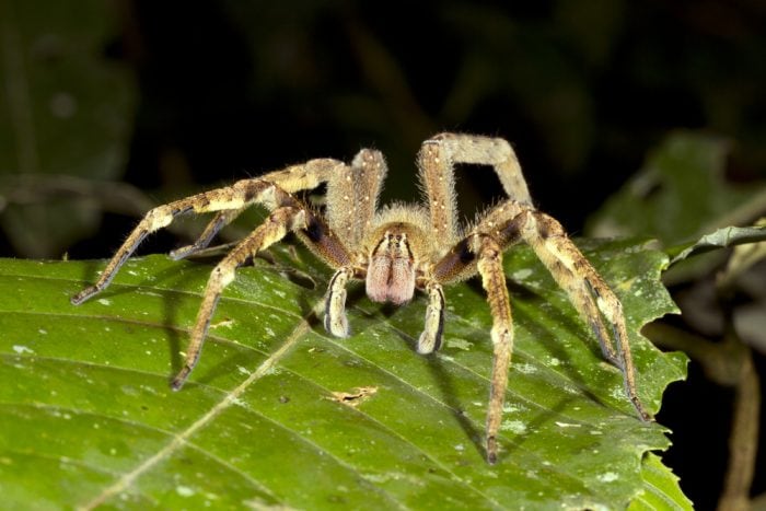 aranha banana
