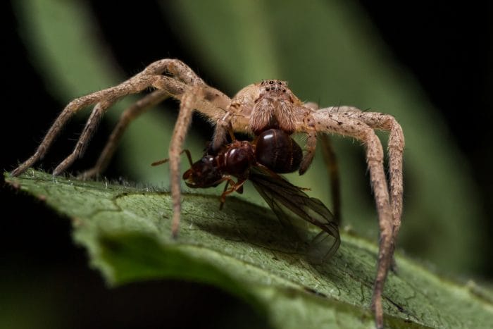 Aranha lobo
