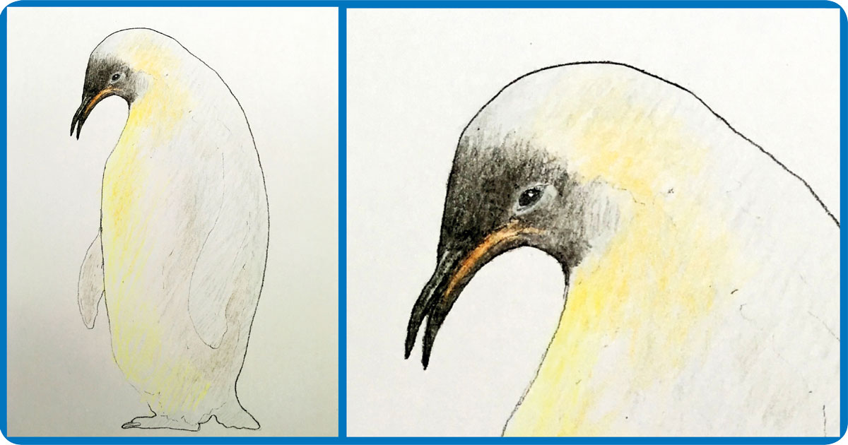 desenho de pinguim imperador